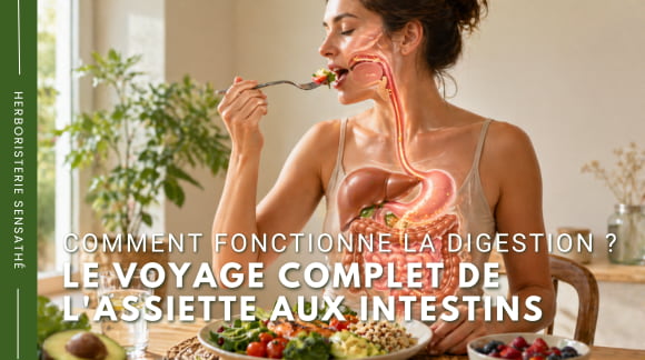 Comment fonctionne la digestion  Le voyage complet de l'assiette aux intestins - Herboristerie Sensathé